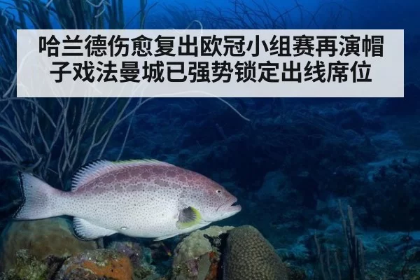 哈兰德伤愈复出欧冠小组赛再演帽子戏法曼城已强势锁定出线席位
